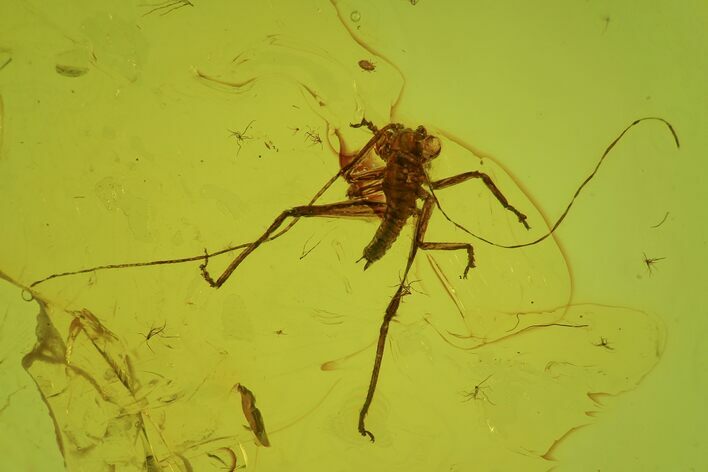 Fossil Bush Cricket (Tettigoniidae) In Baltic Amber - Rare! #72186